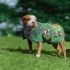 Colorful Beagle Dog in Costume with Medals on Grass