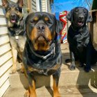 Three Dogs on Staircase: Rottweiler, Black & Tan, White/Brown