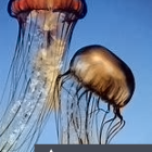 Iridescent jellyfish with tentacles in blue underwater scene