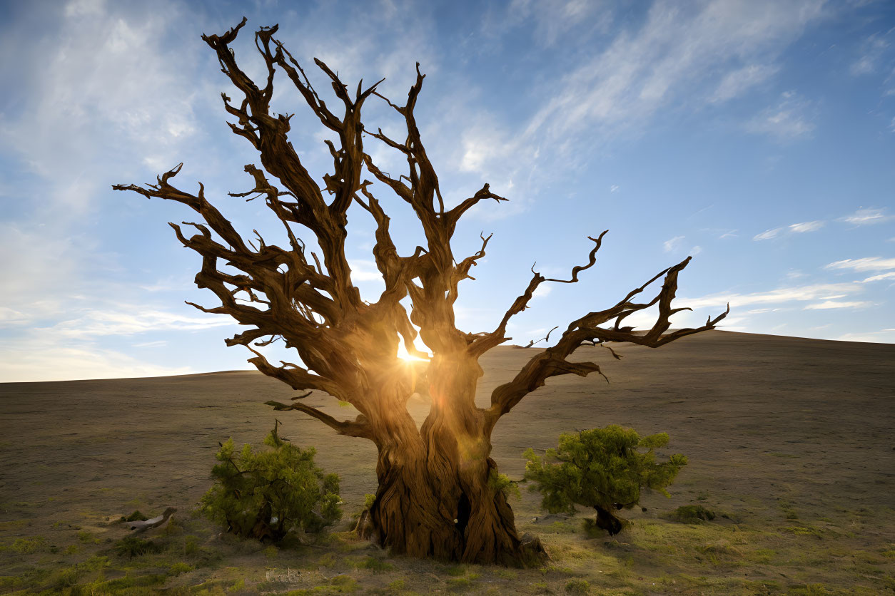 Majestic ancient tree with gnarled branches against blue sky