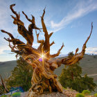 Majestic ancient tree with gnarled branches against blue sky