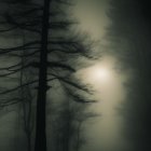 Foggy forest scene with silhouetted trees and faint sunlight