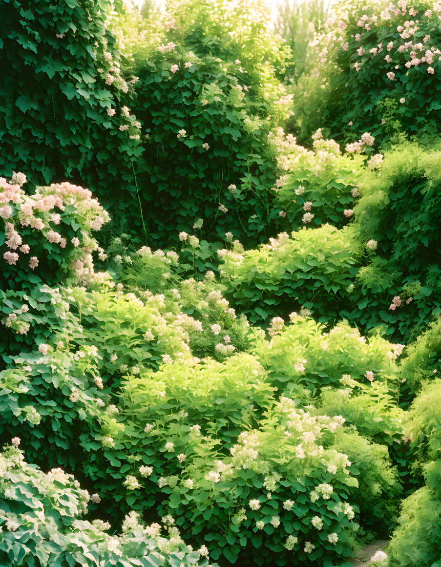 Green foliage and pale pink flowers in soft sunlight