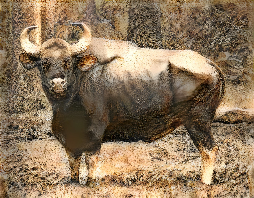 Indian Bison