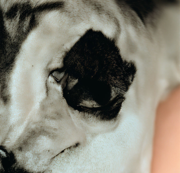 Detailed Tiger Eye and Fur Patterns in Warm Light