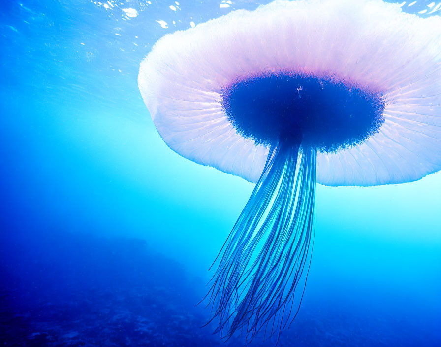 Translucent pink jellyfish with long tentacles in deep blue ocean