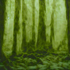 Mystical Green Forest with Tall Trees and Ferns