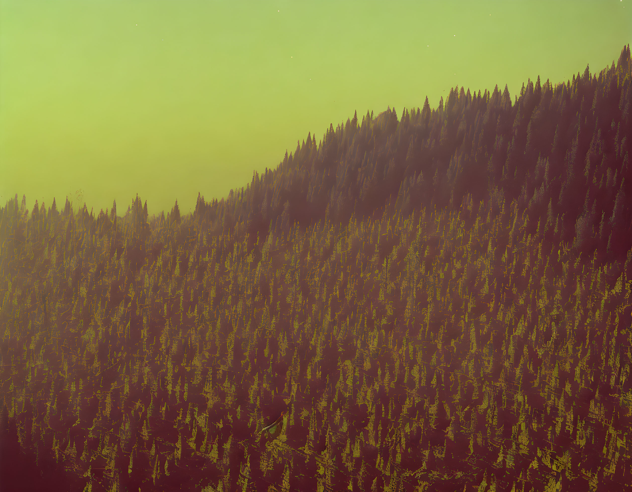 Dense Forest on Hillside under Hazy Yellow-Green Sky