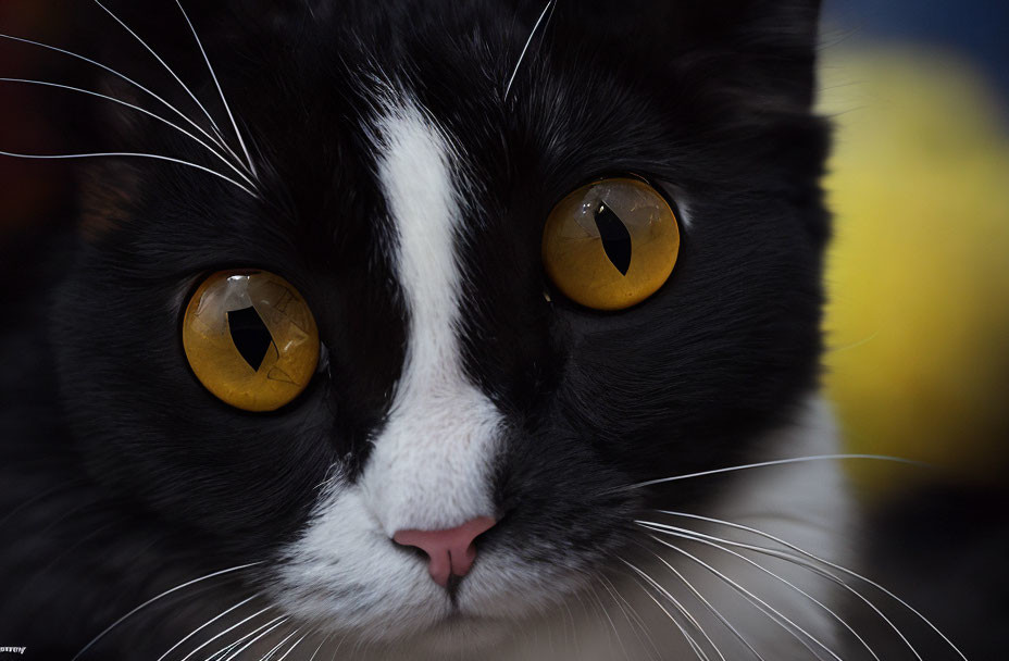Black and White Cat with Yellow Eyes and Whiskers in Close-up Shot