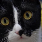 Black and White Cat with Yellow Eyes and Whiskers in Close-up Shot