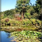 Tranquil pond with water lilies and lush surroundings