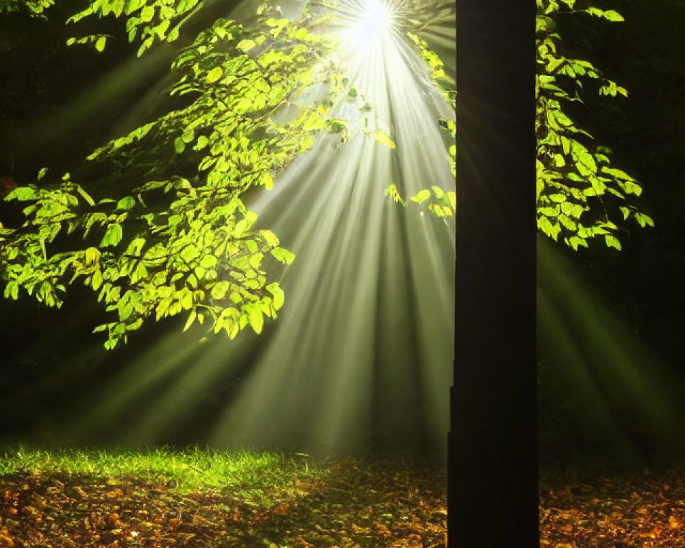 Forest canopy illuminated by sunlight in autumn scene