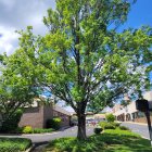 Scenic view of lush tree, elegant houses, and clear sky