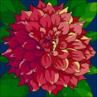 Vibrant pink dahlia flower on dark green background