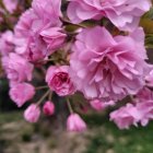 Pink Cherry Blossoms with Stamens on Dark Background and Buds