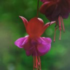 Vibrant Pink Fuchsia Flowers on Dark Green Background