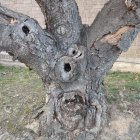 Whimsical tree with human-like eyes and facial features in bark