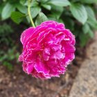 Pink Peony with Green Leaves and Yellow Stamens