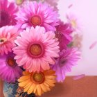 Colorful Daisy-Like Flowers in Pink, Purple, and Orange Bouquet