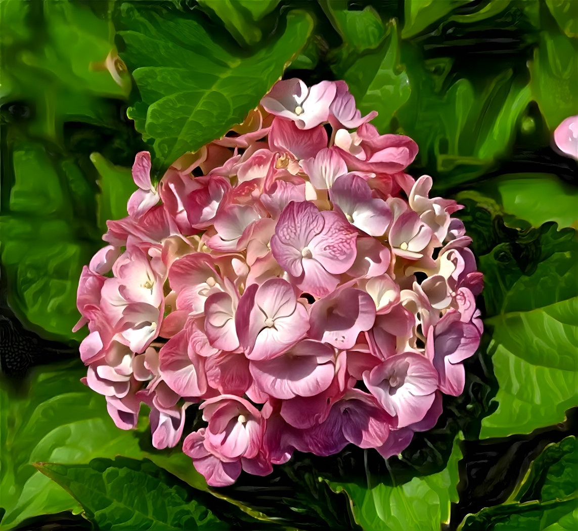 Hydrangea 