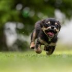 Dark-furred fluffy dog running in sunlit forest with green foliage