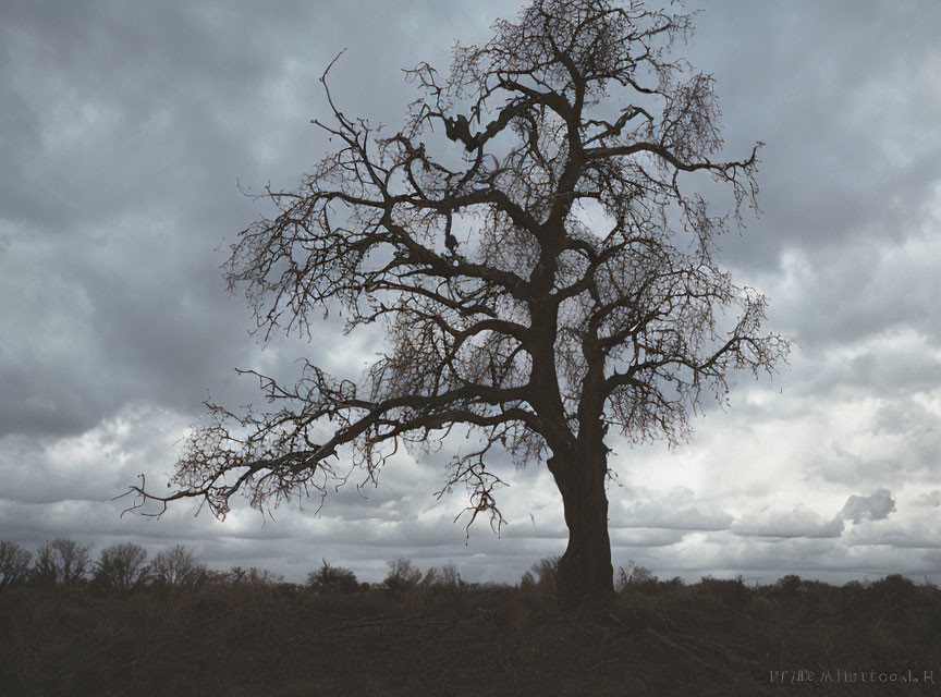 Leafless tree silhouette against cloudy sky