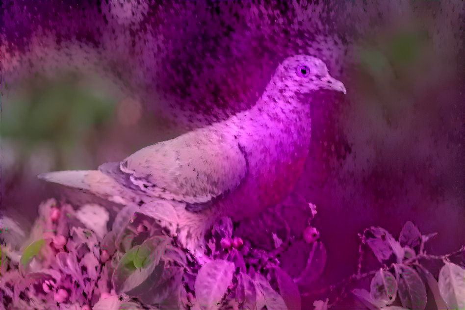 Pink Dove