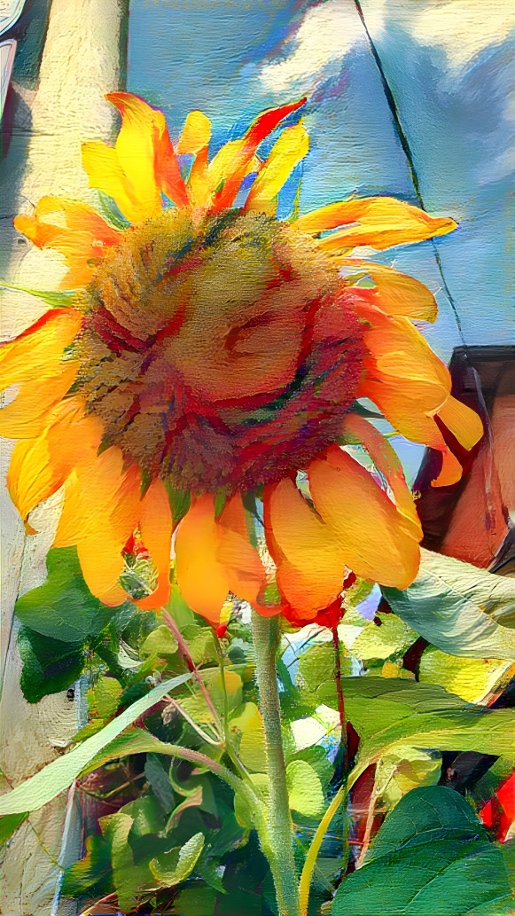 Sunflower