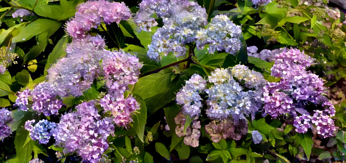 Hydrangeas