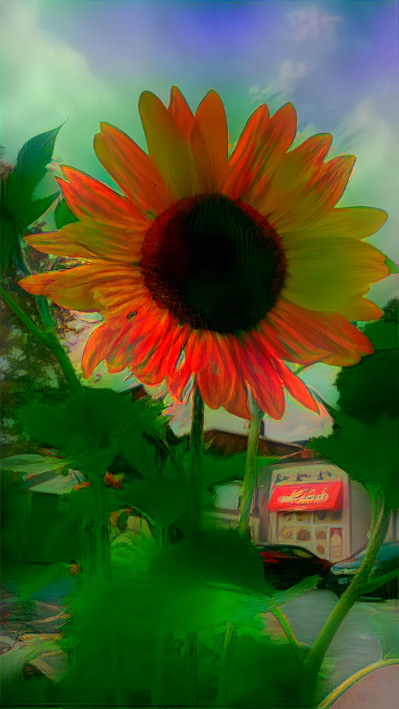 Sun Flower 