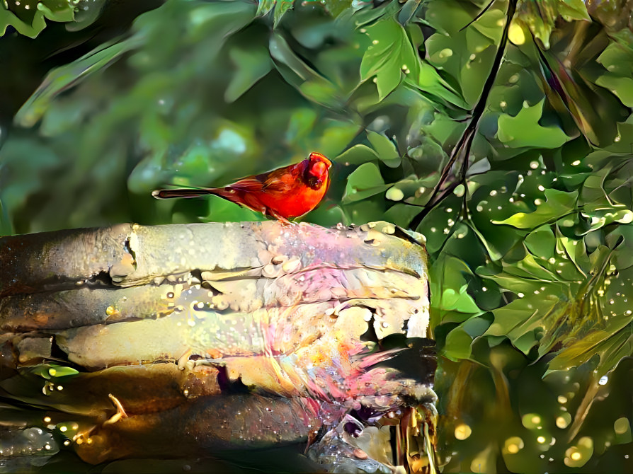 Cardinal on Shed