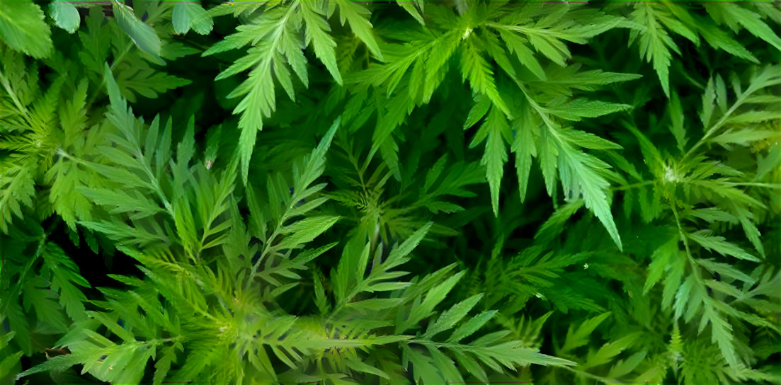 Leaves (hemp)