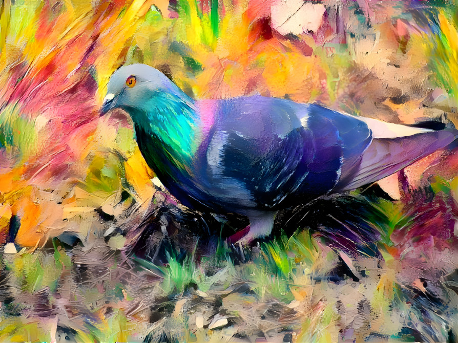 Pigeon 2