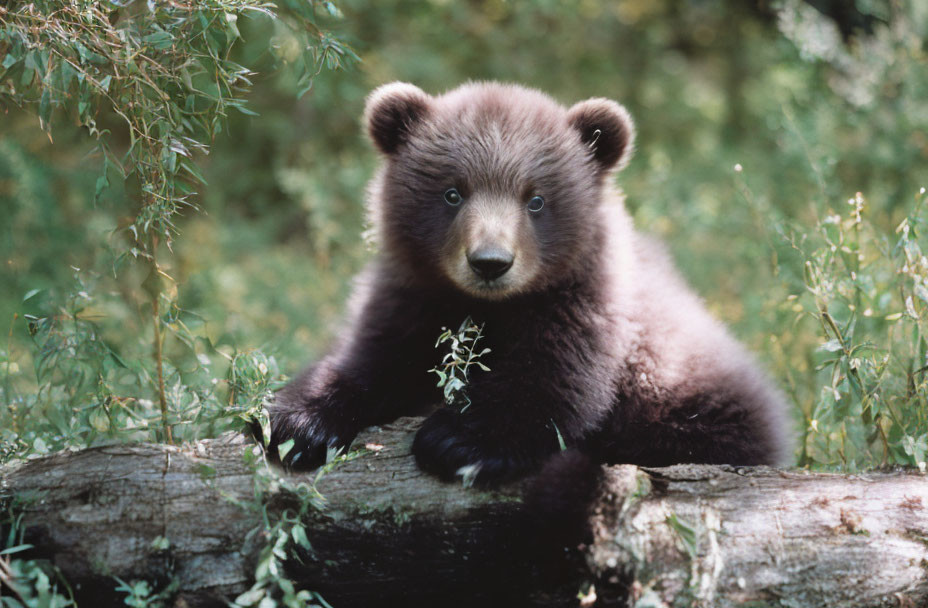 Young Brown Bear Cub Resting on Log in Lush Greenery