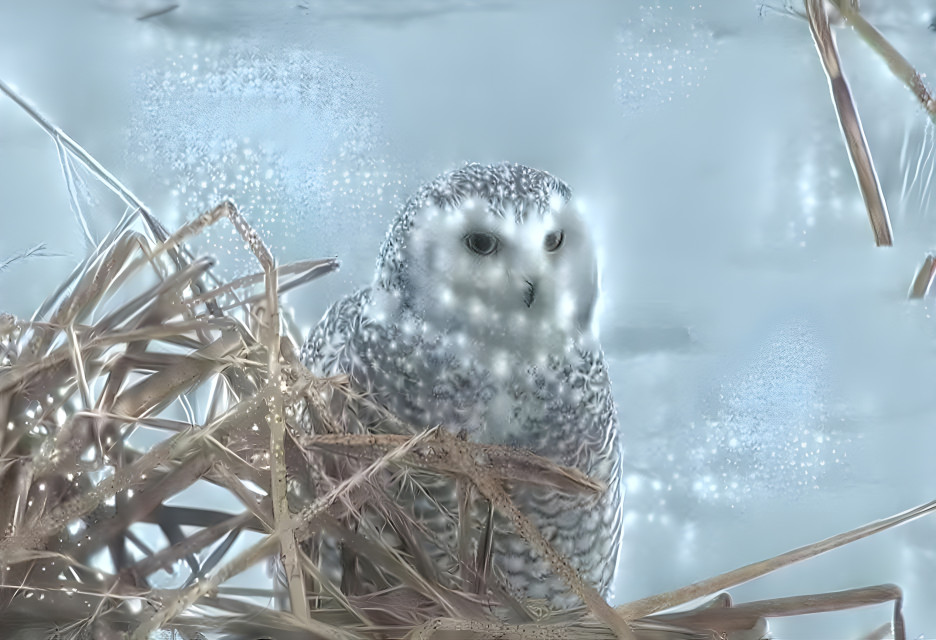 Snowy Owl