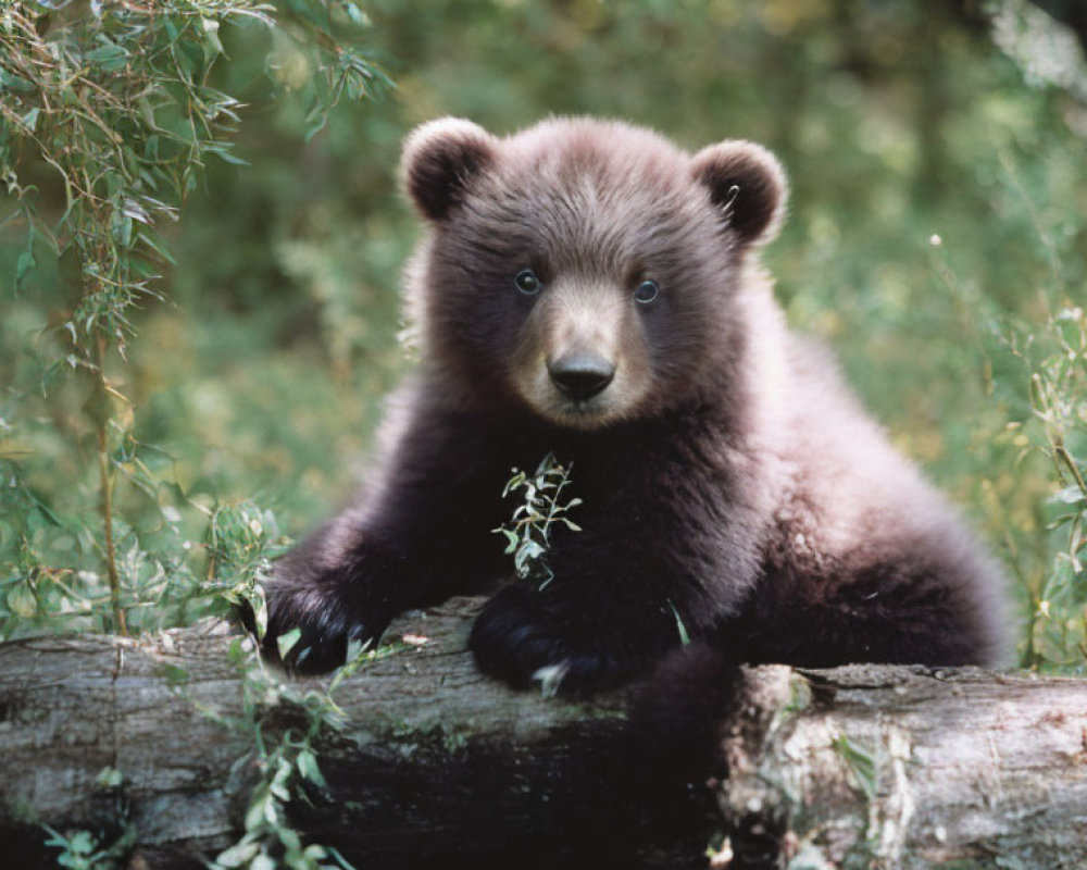 Young Brown Bear Cub Resting on Log in Lush Greenery