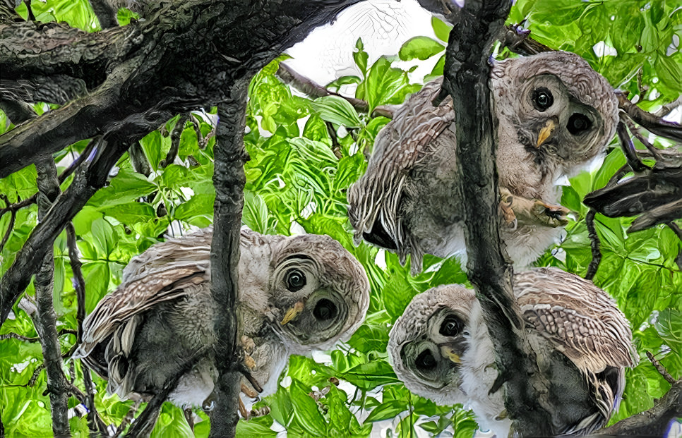 3 Barred Owlets (Strix varia)