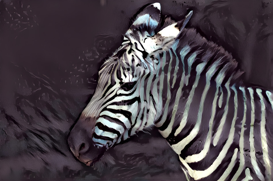 Young Zebra