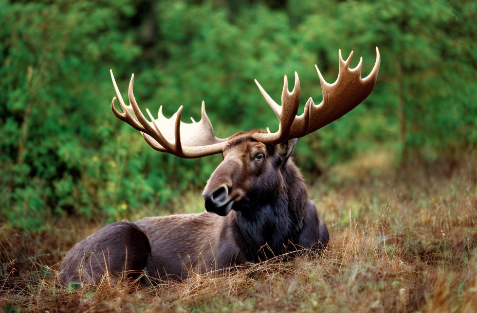 Majestic moose with large antlers in forest clearing