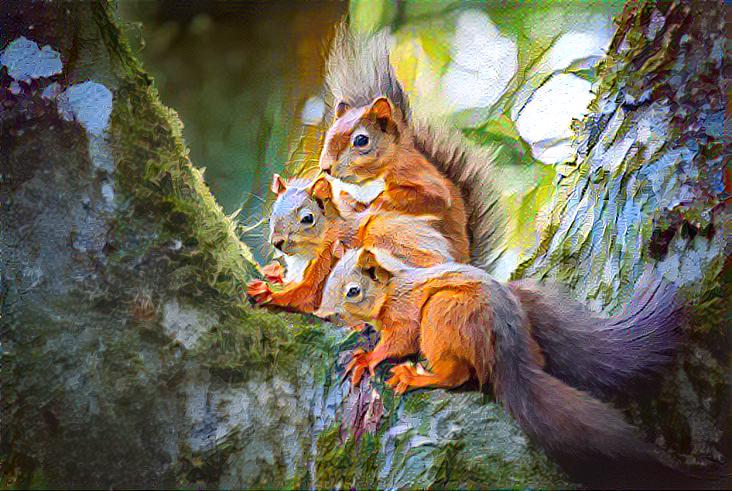 Red Squirrels