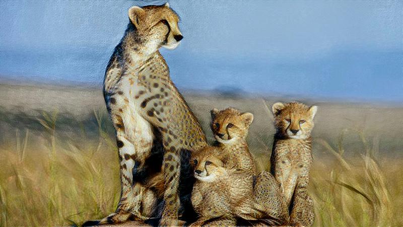 Cheetah Family