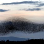 Tranquil Lake at Dusk with Silhouettes Watching Starling Murmuration