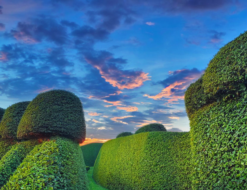 Vibrant Sunrise Over Manicured Green Hedges