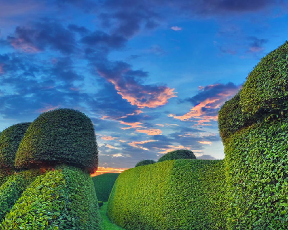 Vibrant Sunrise Over Manicured Green Hedges