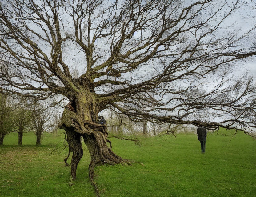 Two individuals near gnarled tree in grassy field.