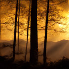 Person standing in golden sunlight among tall trees