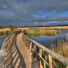 Colorful painting of a curved wooden footbridge over a serene river with vibrant flora and birds in the