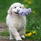 White Puppy with Brown Ears Surrounded by Pink Flowers and Monarch Butterflies