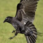 Black eagle with outstretched wings in flight over green background