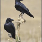 Two crows on mossy branch against beige backdrop